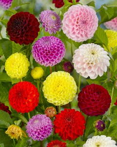 Dahlia Pompon Mix2